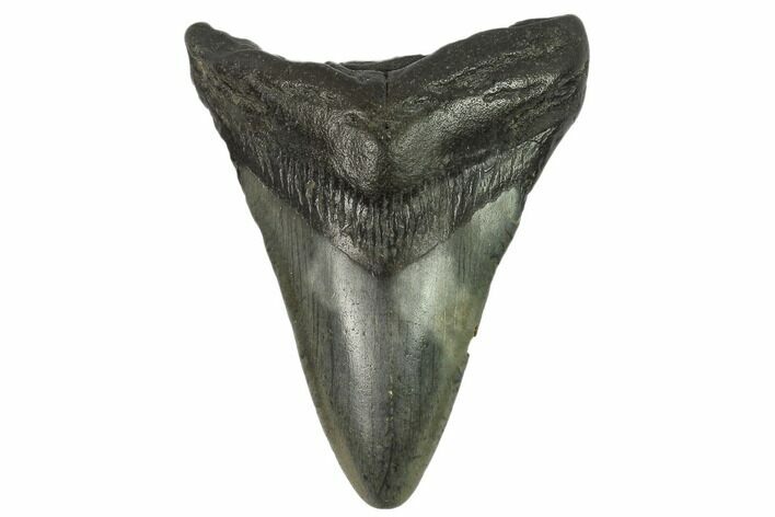 Bargain, Fossil Megalodon Tooth - South Carolina #124192